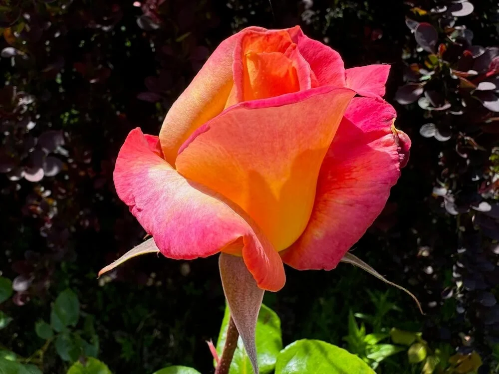 Rosa 'Betty Prior' (Betty Prior Floribunda Rose) — Northwest Blooms